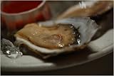 Fresh LIVE Cocktail Oysters in the Shell