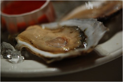 Fresh LIVE Cocktail Oysters in the Shell