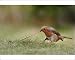 Photographic Prints of -68 from Flpa