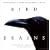 Bird Brains: The Intelligence of Crows, Ravens, Magpies, and Jays