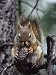 Red Squirrel (Tamiasciurus Hudsonicus), Alcan, Yukon Territory, Canada, North America...