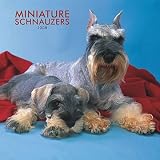 Schnauzers Miniature 2008 Calendar