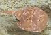 Stuffed Horseshoe Crab