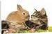 Canvas Prints of LA-5763 Cat - Norwegian Forest kitten in studio with Dwarf Rabbit and flowers from Ardea Wildlife Pets