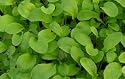 2 packs of Rocket Eruca - Seeds - Spicy Salad Crop