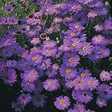 Brachycome Purple Splendour 50 Seeds - Annual