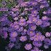 Brachycome Purple Splendour 50 Seeds
