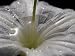 Raindrops Caught in a Crinum Flower Aka the Swamp Lily or Spider Lily Photographic Poster Print by Jason Edwards, 12x16