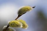 Pussy Willow - 72