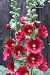 50 Mixed Colors HOLLYHOCK COUNTRY ROMANCE MIX Alcea Rosea Flower Seeds