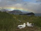 Rainbow and Wandering Albatross Nest Site, Prion Island, South Georgia Artists Photographic Poster Print by Ralph Lee Hopkins, 9x12