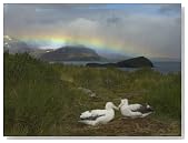 Rainbow and Wandering Albatross Nest Site, Prion Island, South Georgia Artists Photographic Poster Print by Ralph Lee Hopkins, 9x12