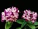 Lc Gaiety Flambeau 'Mendenhall'