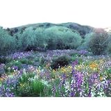 Search : California Wildflower Mix 1,000+ Seeds No Filler