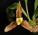 Lycaste Newberry Caramel Delight (Orchid Plant) LIMIT ONE