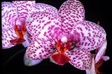 Phalaenopsis Flight of Birds 'Flutterby' HCC/AOS