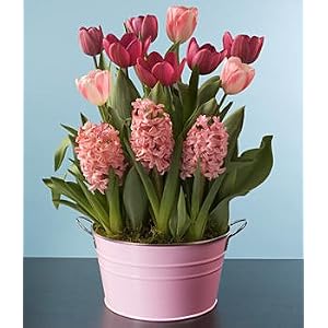 Pretty in Pink Bulb Garden by 