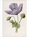 Photographic Prints of Papaver Somniferum from Mary Evans