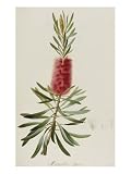 Metrosideros Glauca, Rare Plants Cultivated at Malmaison and Navarre, c.1812-1814 Giclee Poster Print, 12x16