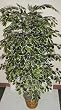 5' Hawaiian (Variegated) Ficus Tree