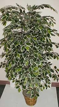 5' Hawaiian (Variegated) Ficus Tree