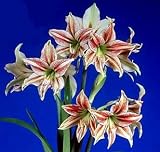 Miniature Giraffe Amaryllis Bulb - Exotic/Easy to Grow!