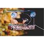 Window Bird Feeder