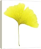 Ginkgo leaf (Ginkgo biloba) - 40 Inch Canvas Print (101cm) by Science Photo Library