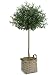 Faux 5?H Ball Olive Topiary Tree in Basket Green
