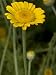 Anthemis Tinctoria, Golden Marguerite or Yellow Chamomile Photographic Poster Print by Stephen Sharnoff, 12x16