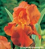 Bearded Iris Orange Harvest