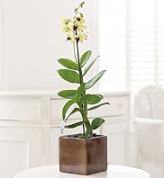 Single Stem Dendrobium Orchid