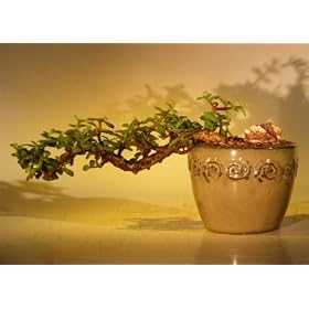 Bonsai Boy's Baby Jade Bonsai Tree - Cascade Style Large Portulacaria Afra