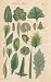 SIMPLE LEAVES, Plate 22 Illustration by John Miller Botanical Studies from 1789 Poster print. Featured plants: Wood Betony, Orange, Holly, Silver Fir, Curled Malva, African Tree Cranes-Bill, Purslain-leaved Crassula, Hispid Fig-Marigold, Alstomeria, Saxifrage, Delta-shaped Fig-Marigold, Sea Purslain Tree, Strawberry Blite, Hatchet-shaped Fig-Marigold, Hedge Hog Alder-leaved Hermannia, Water Navel-