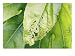 Capsid Bug Damage on Fatsia Japonica Leaf Photographic Poster Print by Geoff Kidd, 16x12