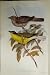 Gould Australia Facsimile Yellow Bellied Sphecotheres