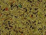 Volkman Seed Canary Super Bird Seed 2lb