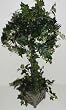 34" Sage Ivy Topiary Tree in Wooden Box