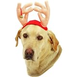REINDEER ANTLERS FOR DOGS