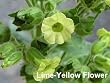 Sacred Shamanic Tobacco Herb 50 Seeds - Nicotiana rustica