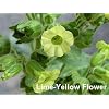 Sacred Shamanic Tobacco 50 Seeds - Nicotiana rustica