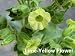 Sacred Shamanic Tobacco Herb 50 Seeds - Nicotiana rustica