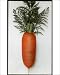 Photographic Prints of Daucus Carota Sativus (Carrot) with leaves attached from Mary Evans