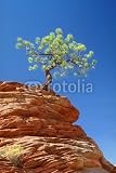 Wallmonkeys Peel and Stick Wall Decals - Tree on a Rocky Cliff - Overcoming Adversity - 24"H x 16"W Removable Graphic Wallmonkeys Peel and Stick Wall Decals - Tree on a Rocky Cliff - Overcoming Adversity - 24"H x 16"W Removable Graphic