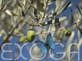 Eigenschaften Exoga  / Echte Olive Olivenbaum Olea europaea Samen