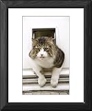 Framed Prints of Norwegian Forest Cat - coming through cat flap from Ardea Wildlife Pets