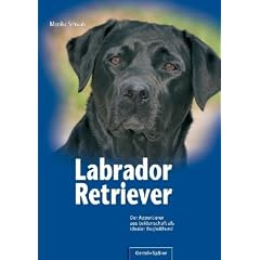 Labrador Retriever: Der Apportierer aus Leidenschaft als idealer Begleithund