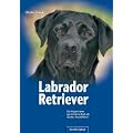 Labrador Retriever: Der Apportierer aus Leidenschaft als idealer Begleithund