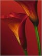Red Calla Lilies - Nature Poster (Size: 16" x 20")