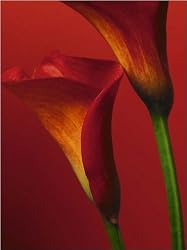 Red Calla Lilies - Nature Poster (Size: 16" x 20")